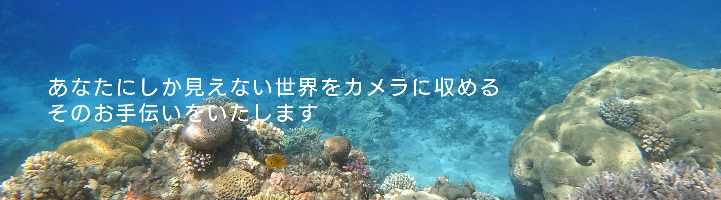 水中撮影機材の製造・販売 アンティス